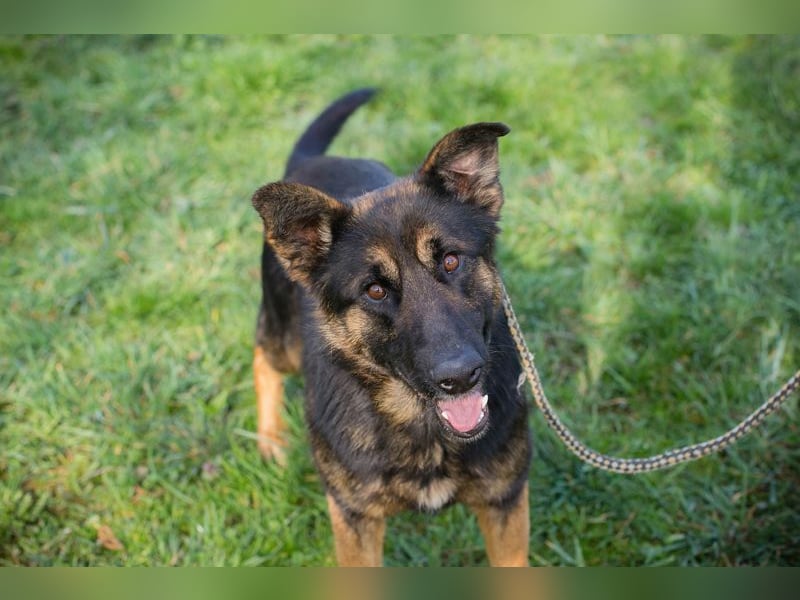 Chip 257791 sucht ein Zuhause