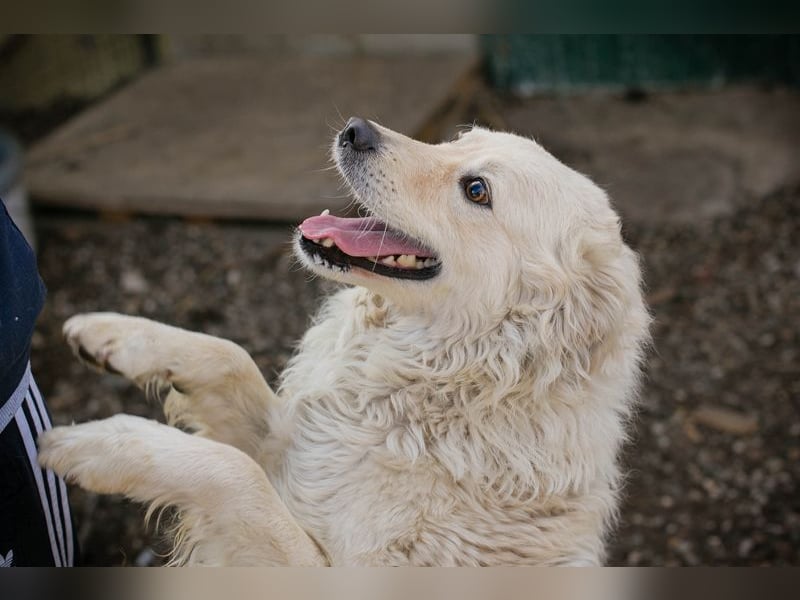 Chip 128917 sucht ein Zuhause