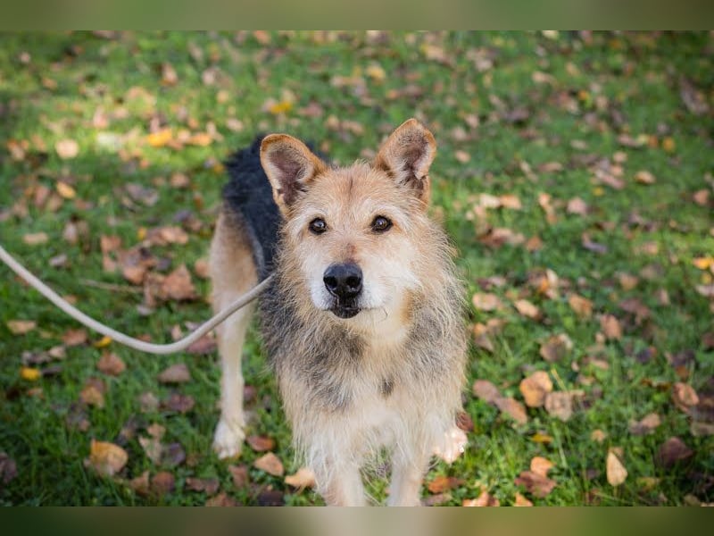 Bently: sucht Sicherheit