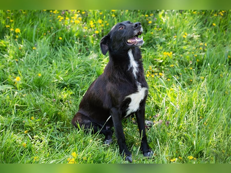 Benek: Träumt von einem Zuhause