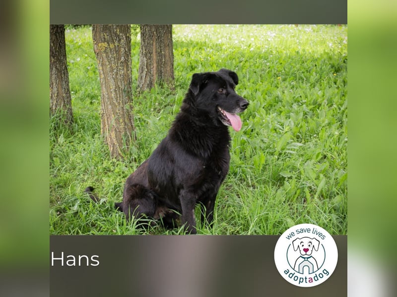 Hans: Neugieriger Rüde liebt Snacks