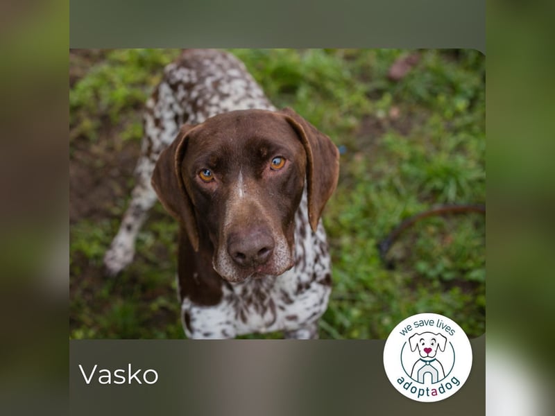 Vasko: Lebendiger Teamplayer