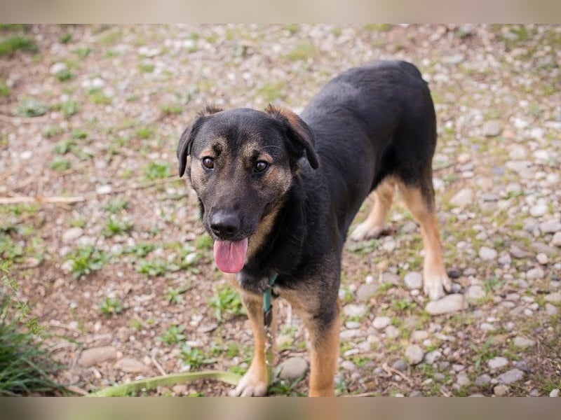 Maxi: Sonnenschein auf vier Beinen