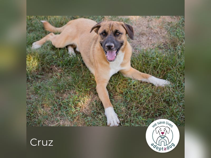 Cruz 283921 sucht ein zu Hause