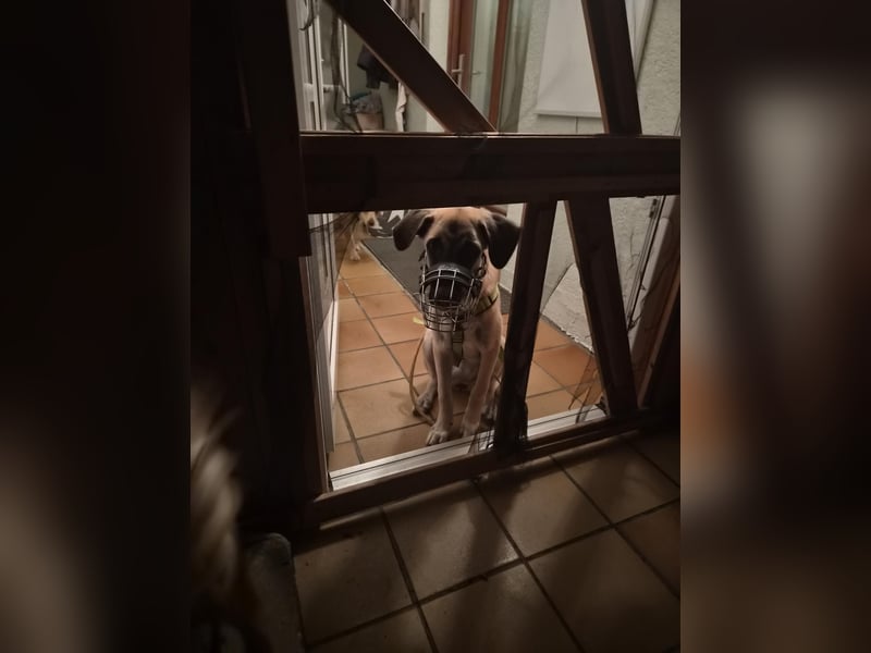 Skadi II sucht ein zu Hause