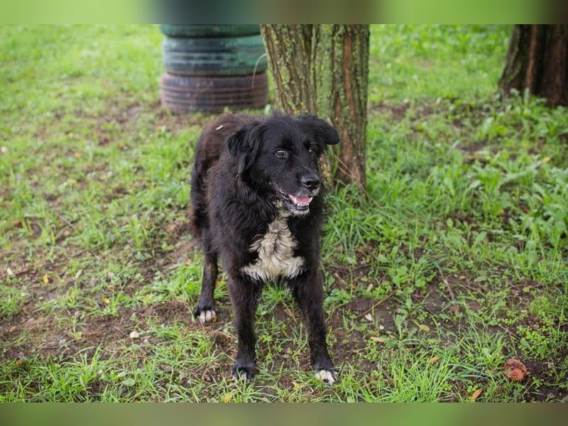 Solon: Tapferer Hundeopa