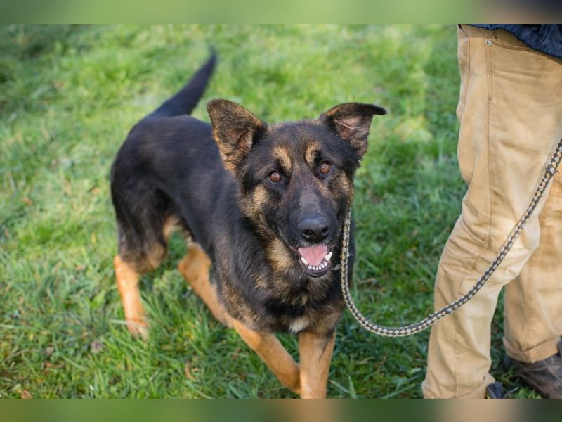 Chip 257791 sucht ein Zuhause