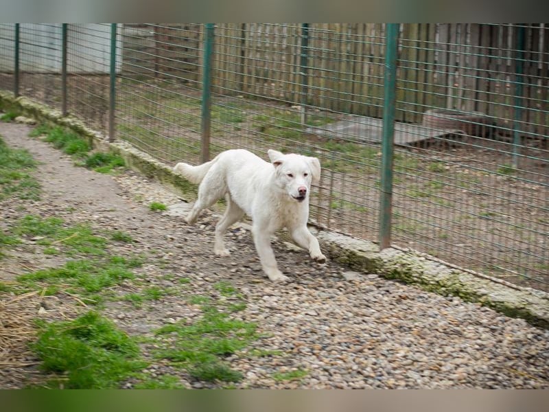 Yoru sucht ein Zuhause