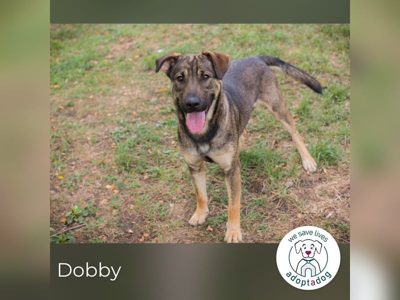 Traumhund Dobby: Treuer Begleiter sucht Zuhause