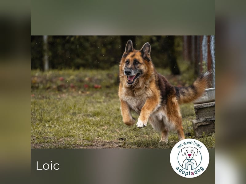 Loic: Dein Partner mit der grauen Schnauze