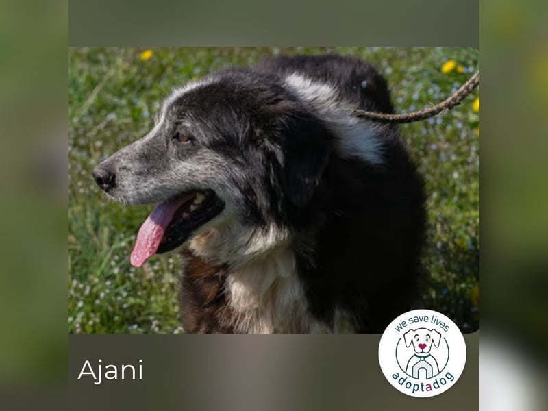 AJANI 165018 sucht ein zu Hause