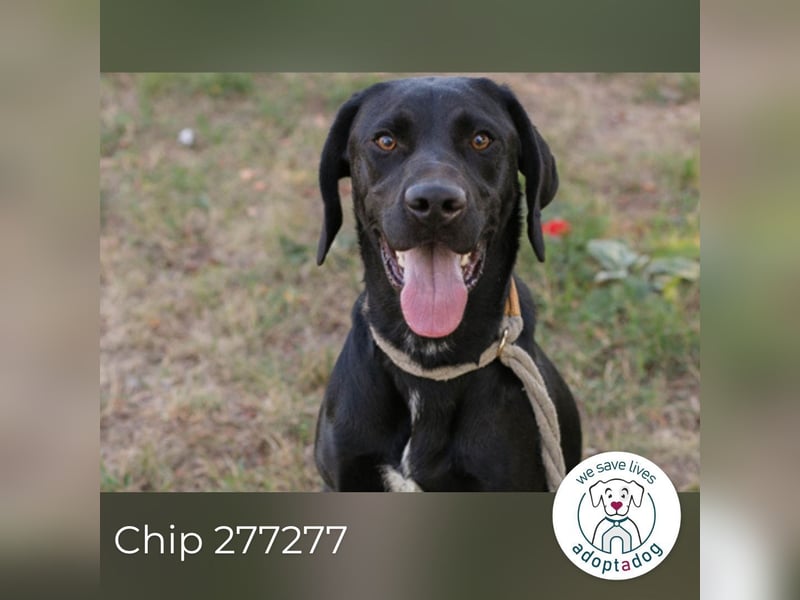Chip 277277 sucht ein zu Hause