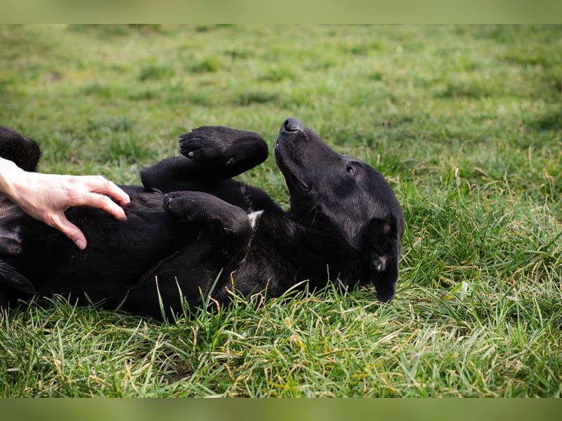 Cassius – Gern im Team unterwegs