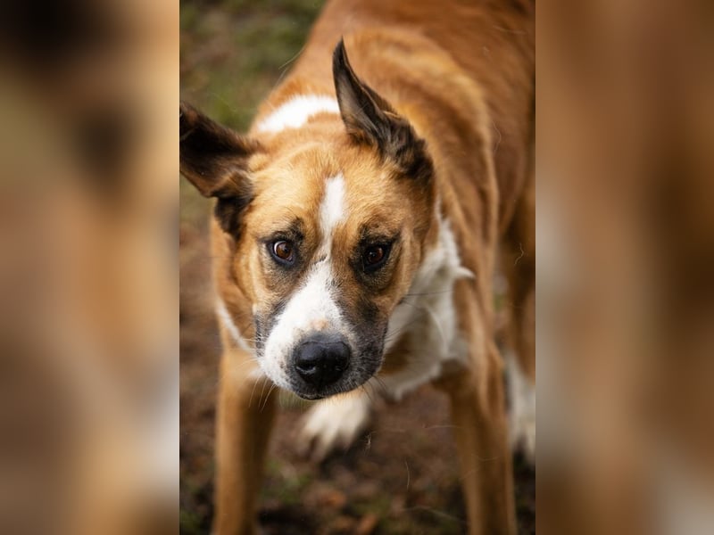 Kimbo: Sensibler Herzenshund mit großem Potenzial