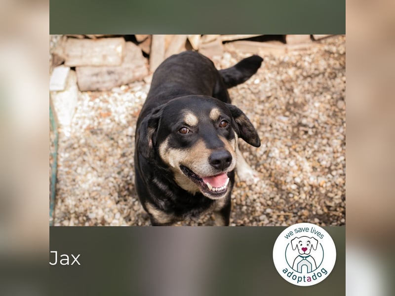 Jax: Gentleman auf vier Pfoten