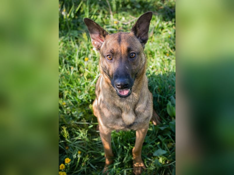 Cassy sucht ein Zuhause