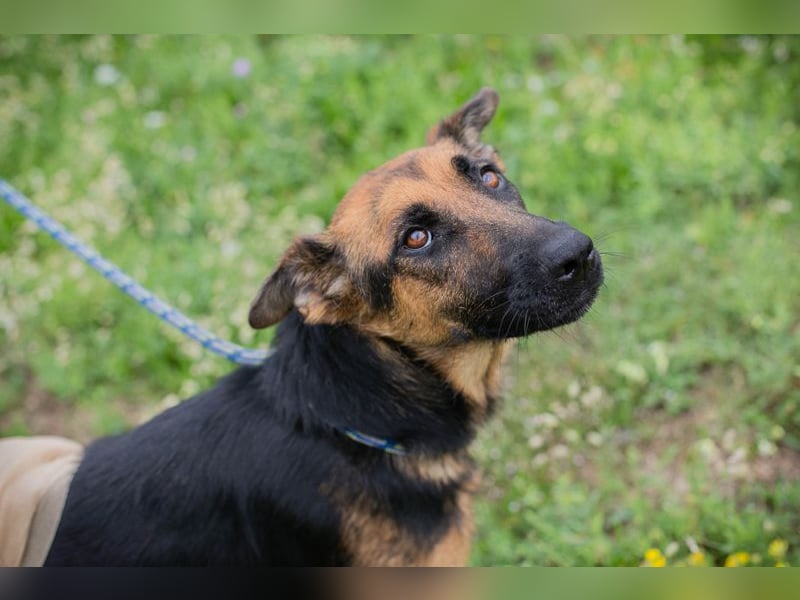 Nayra: Ein Herz auf drei Pfoten