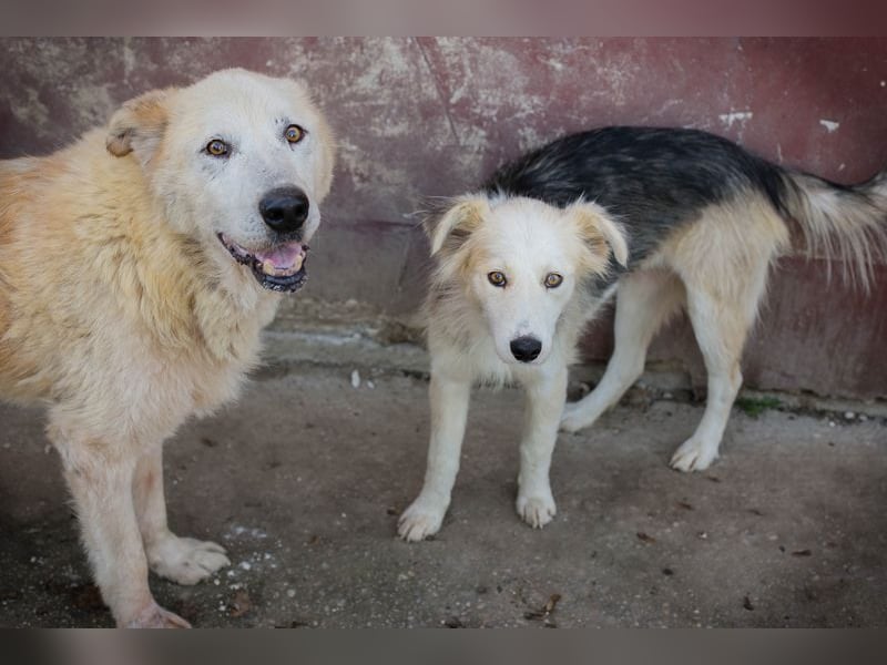 Nobby: Letzte Jahre in Geborgenheit