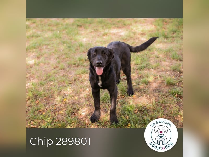 Chip 289801 sucht ein Zuhause