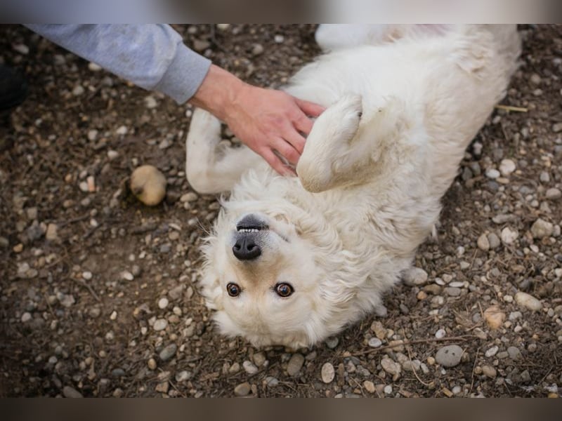 Mischa sucht ein Zuhause