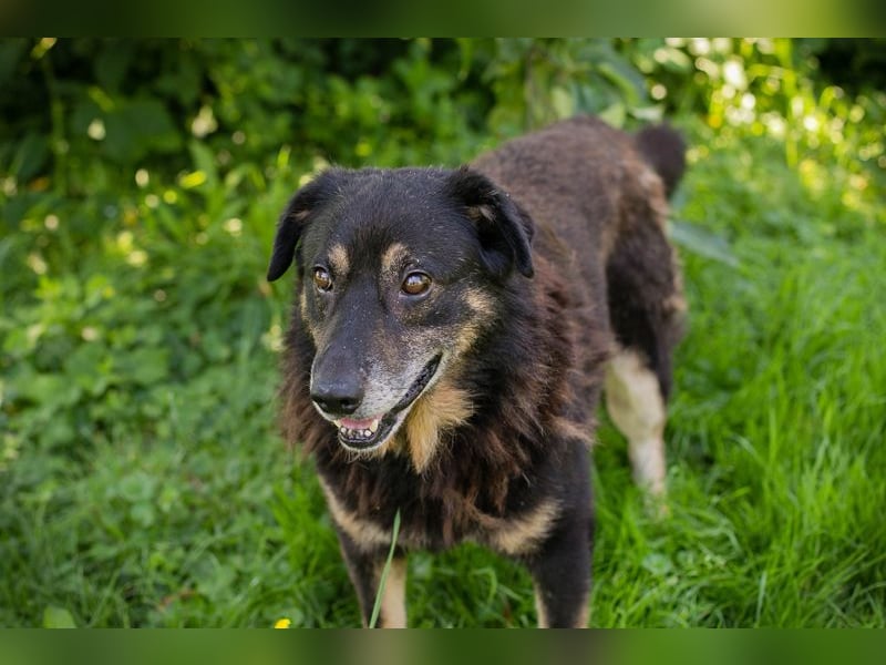Elwood sucht ein Zuhause