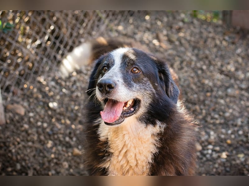 Ajani – Sieger der Herzen