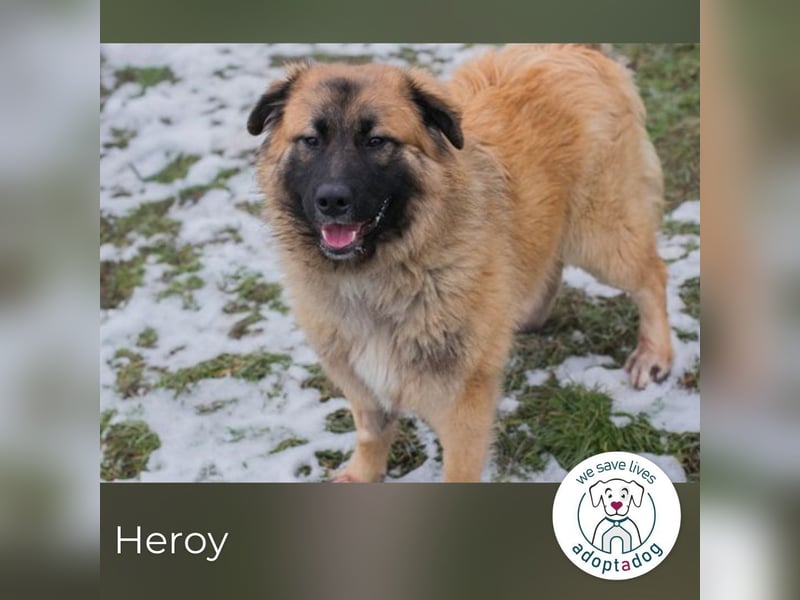 Heroy 260501 sucht ein zu Hause