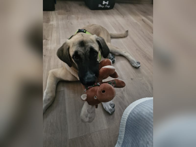 Skadi II sucht ein zu Hause