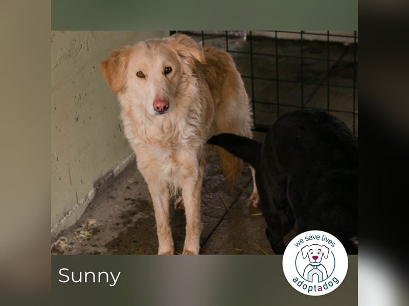 Sunny: Vorsichtige Schönheit