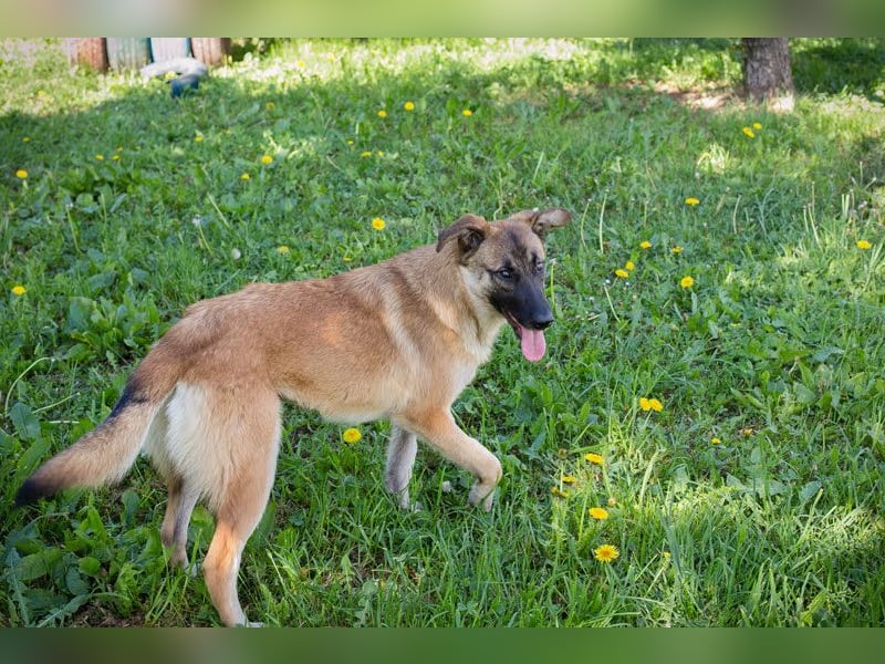 Mona: Tollpatsch mit Herz