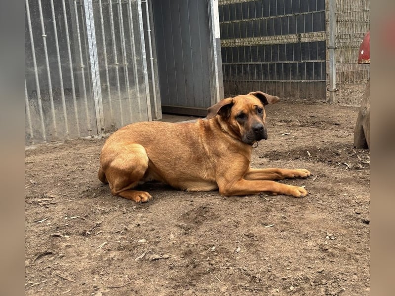 Fjella 240004 sucht ein zu Hause