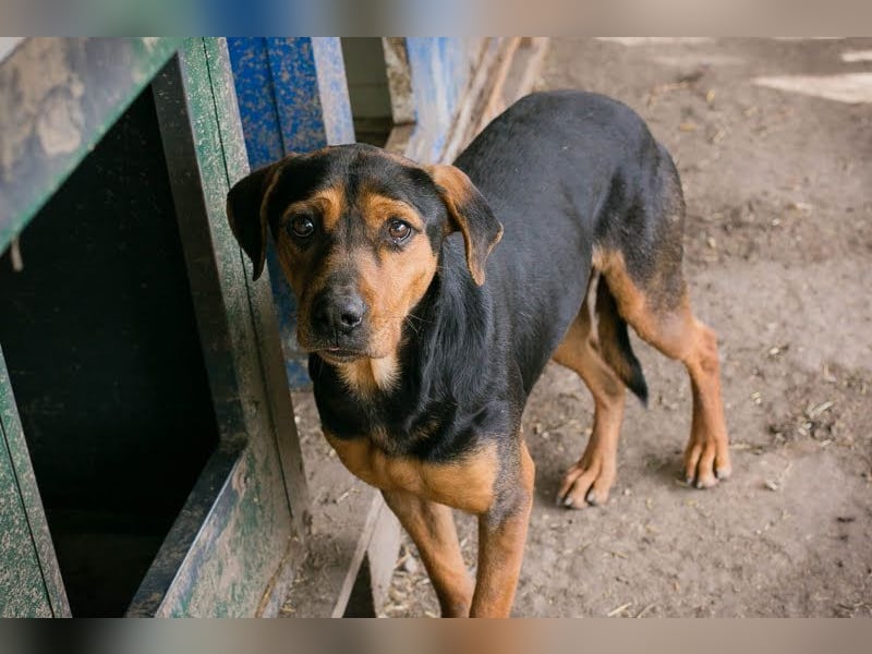 Chico – Sucht aktive Menschen!