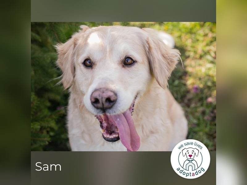 Sam sucht ein Zuhause