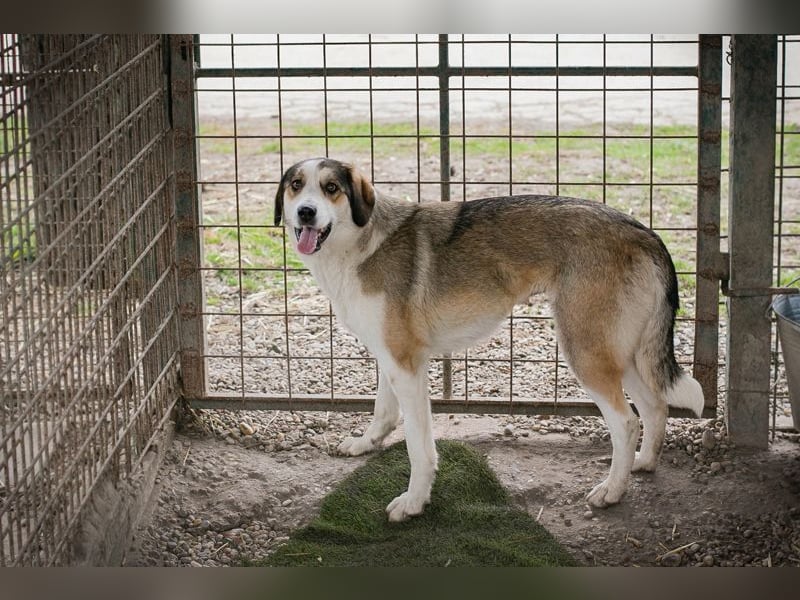 Chip 256646 sucht ein Zuhause