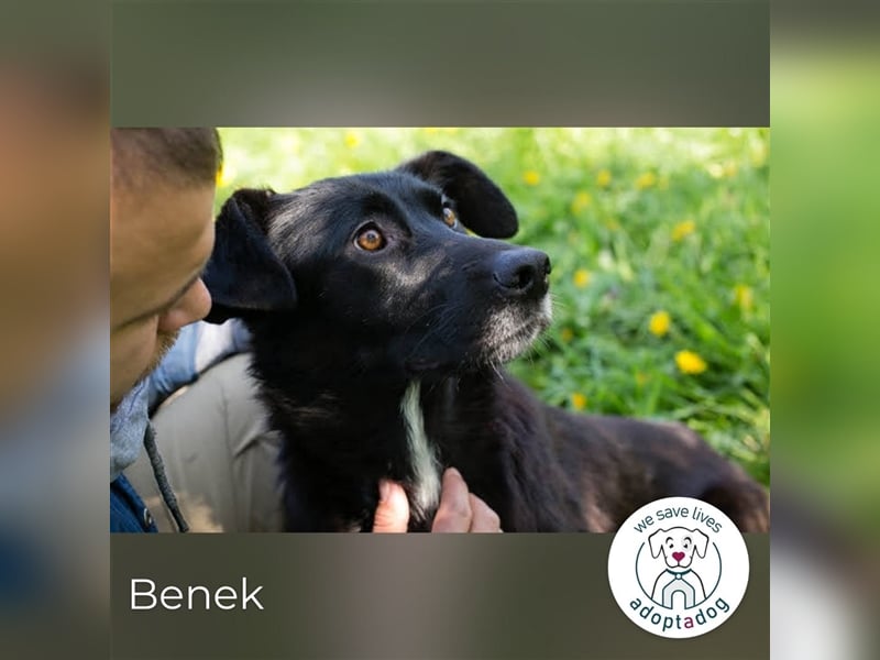 Benek: Träumt von einem Zuhause