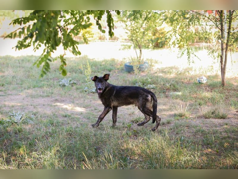 Titus: Fröhlicher Riese sucht Familie