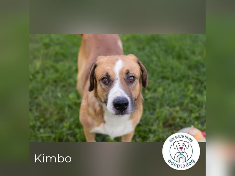 Kimbo: Sensibler Herzenshund mit großem Potenzial