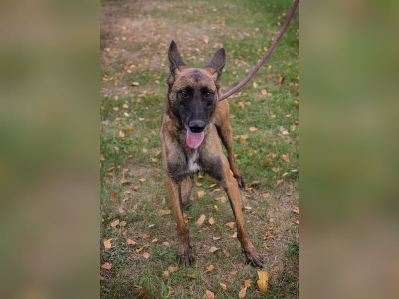 Airi: sucht ein Zuhause