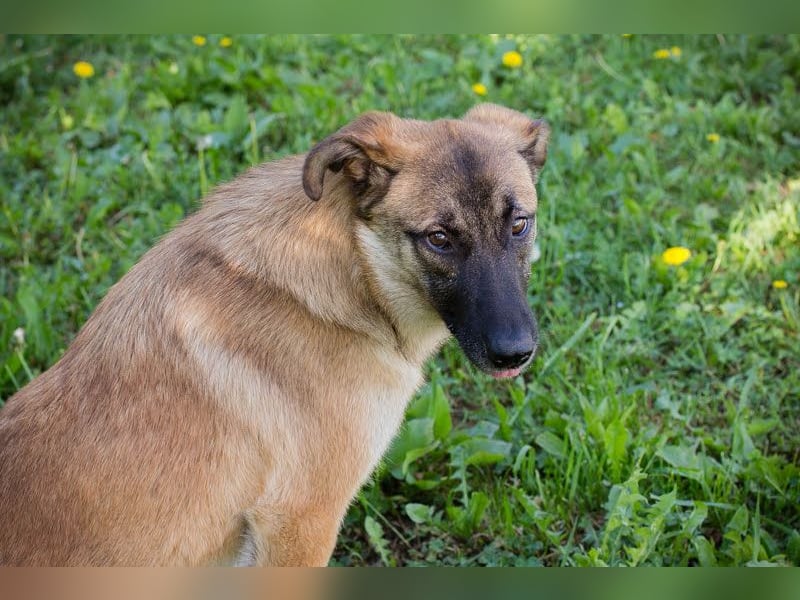 Mona: Tollpatsch mit Herz