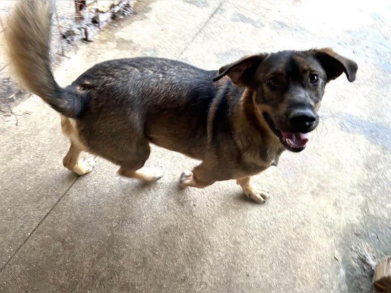 Freddy – Verspielter Entdecker sucht dich