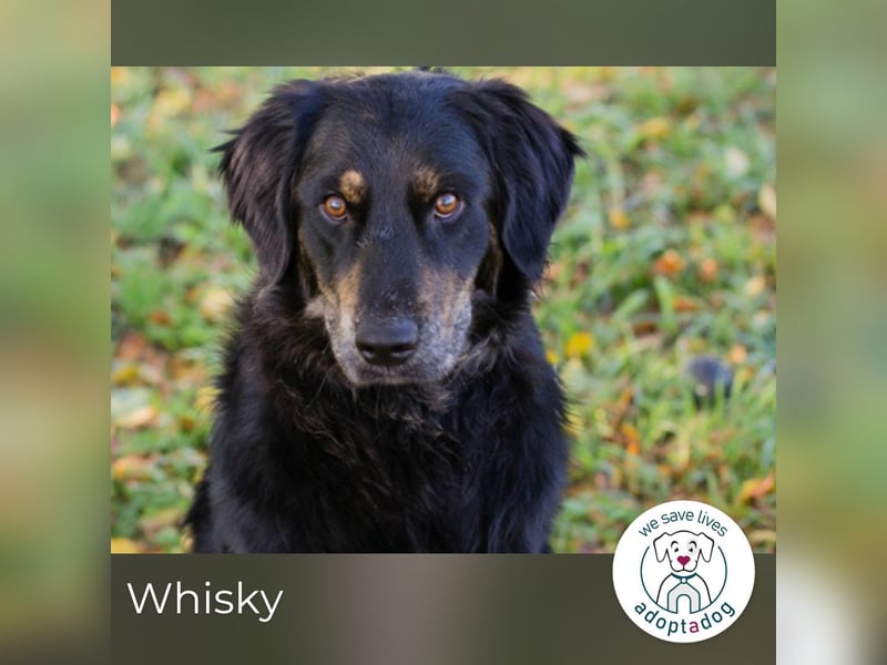 Whisky 253730 sucht ein zu Hause