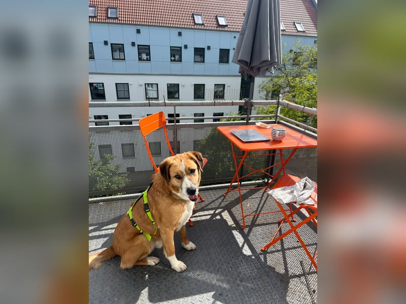 Kimbo: Sensibler Herzenshund mit großem Potenzial