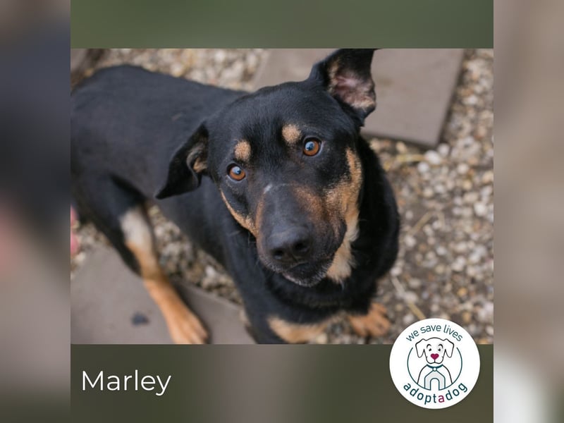 Marley 265047 sucht ein zu Hause