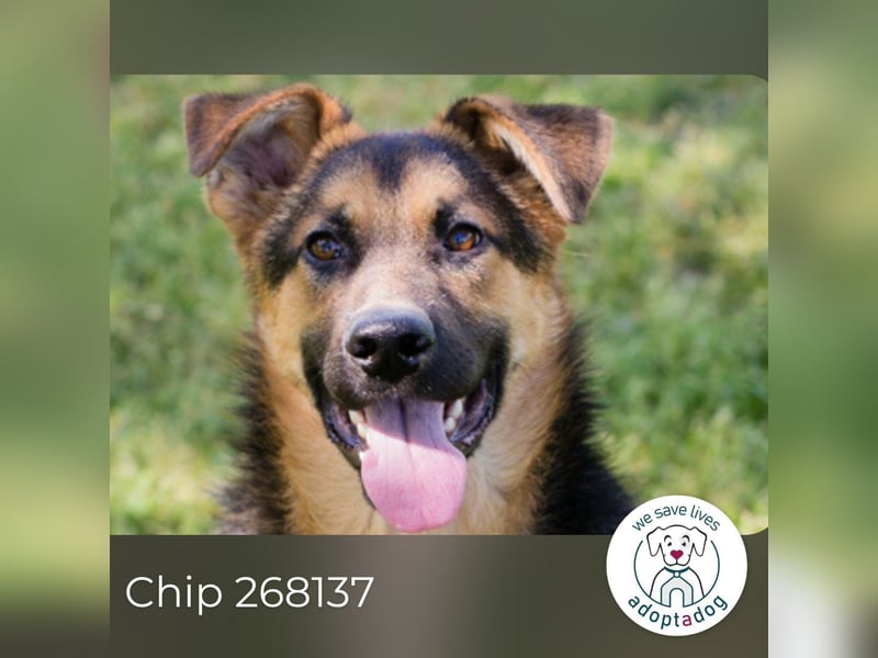 Chip 268137 sucht ein Zuhause