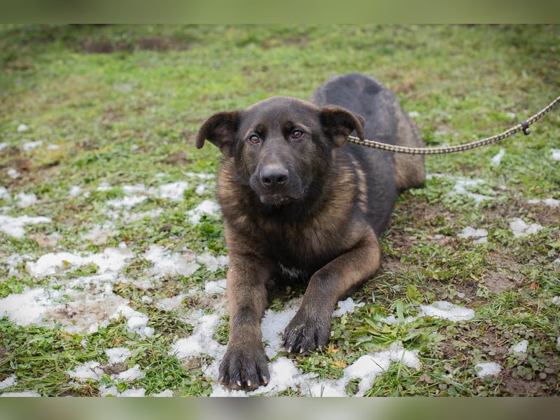 Titus: Fröhlicher Riese sucht Familie
