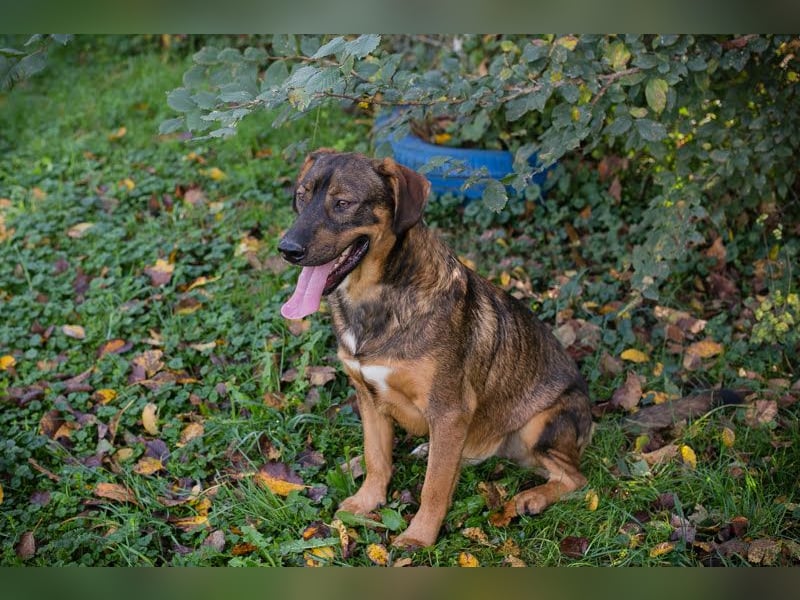 Freddy – Verspielter Entdecker sucht dich