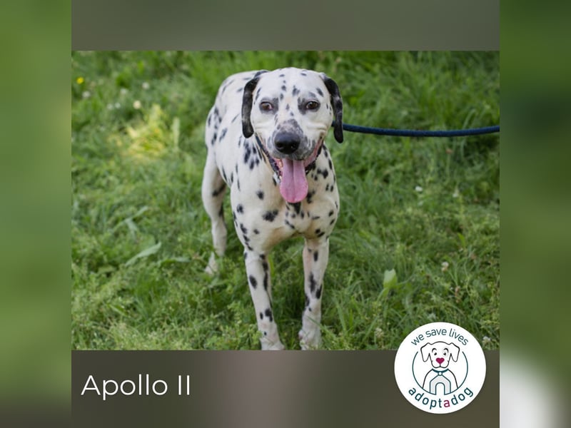 Apollo II sucht ein Zuhause