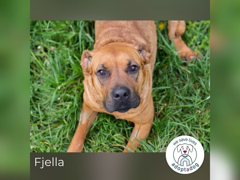 Fjella 240004 sucht ein zu Hause