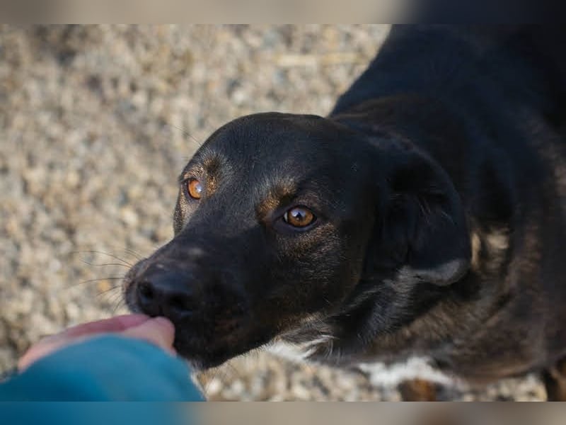 Gwen sucht ein neues Für-immer-Körbchen!