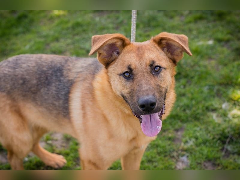 Chip 271878 sucht ein Zuhause